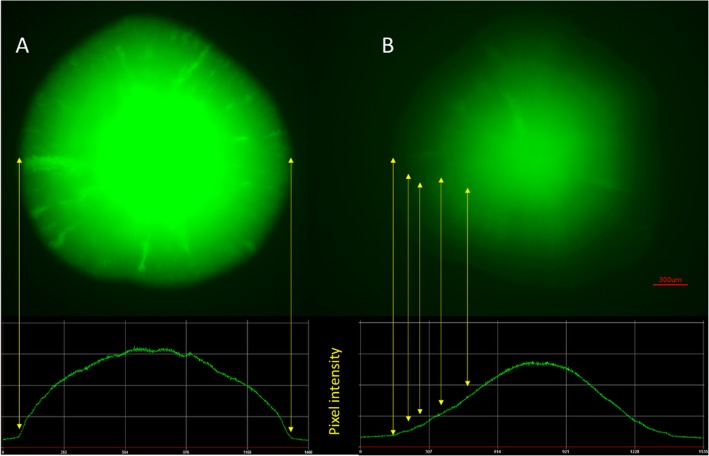 Fig. 11