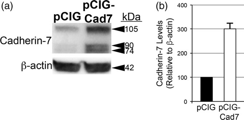 FIGURE 7