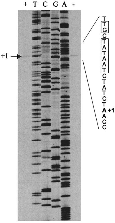 FIG. 3