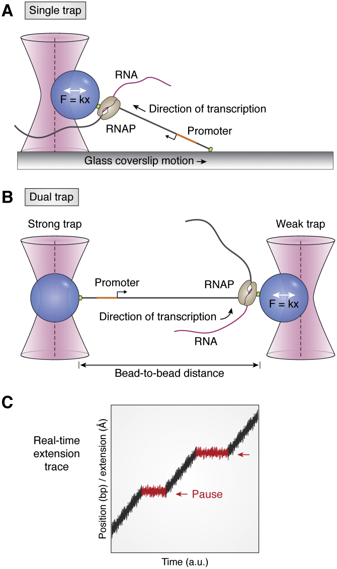 Figure 7