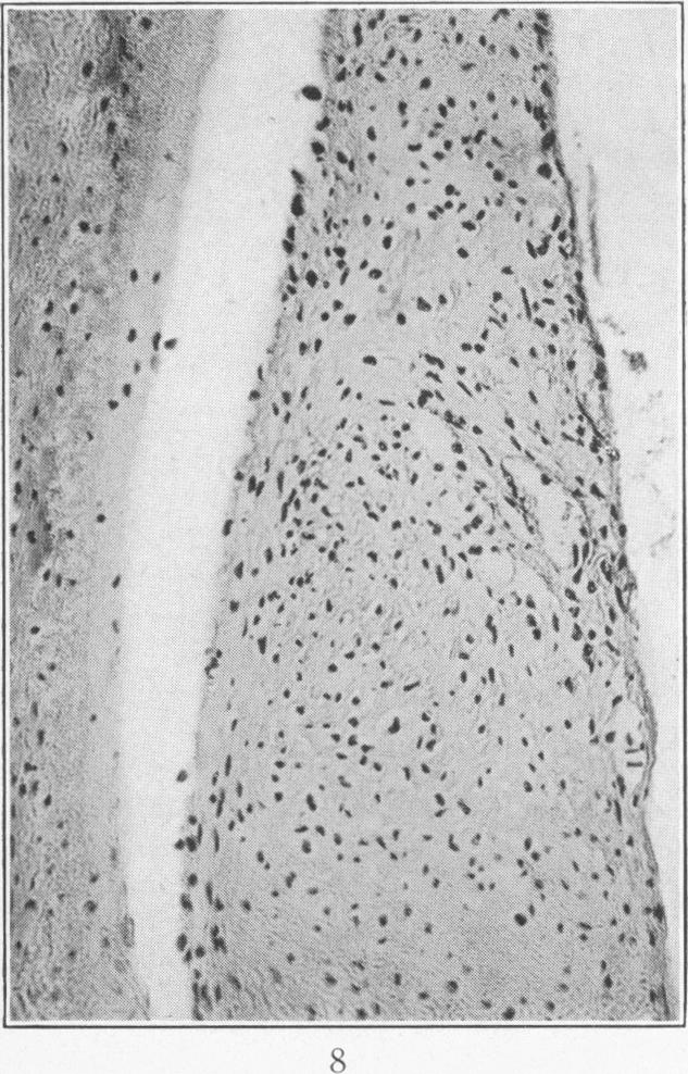 Fig. 8