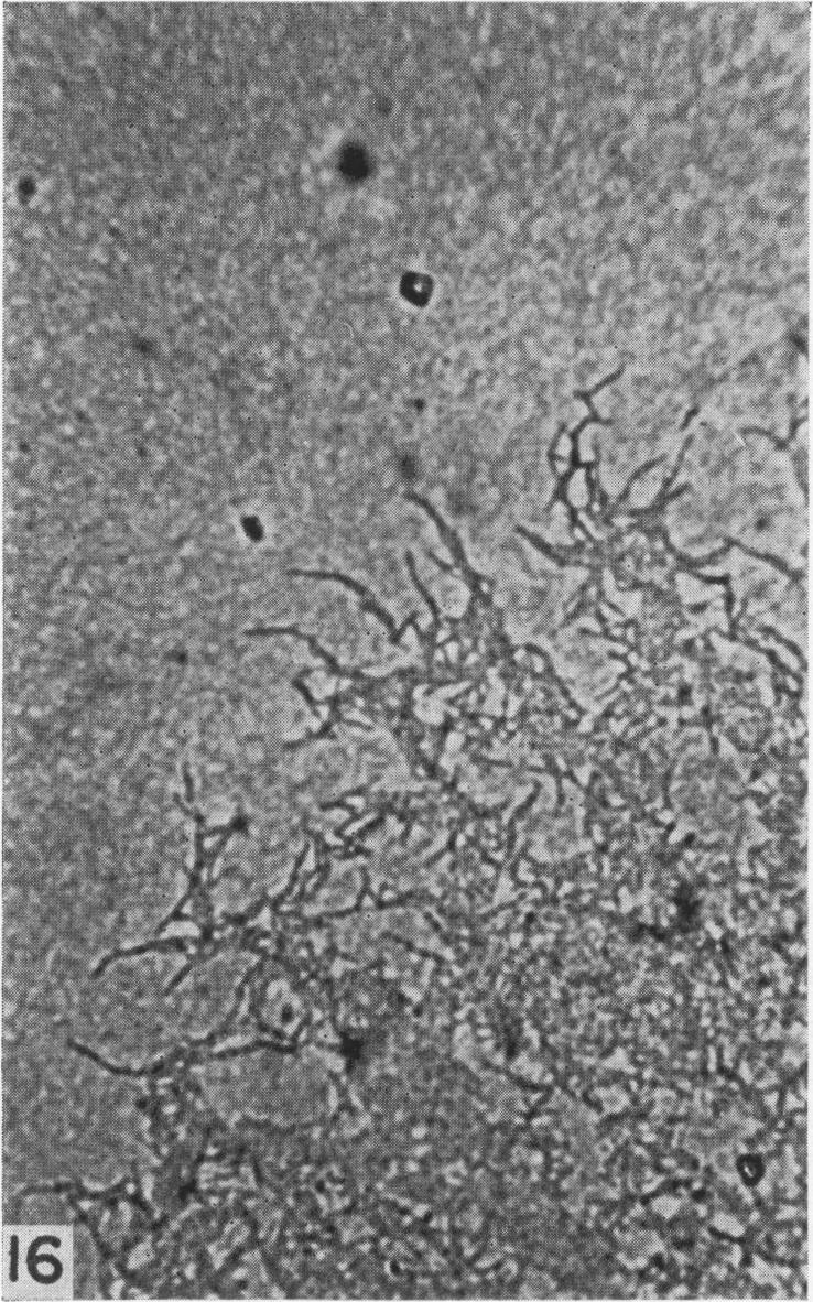 Fig. 16