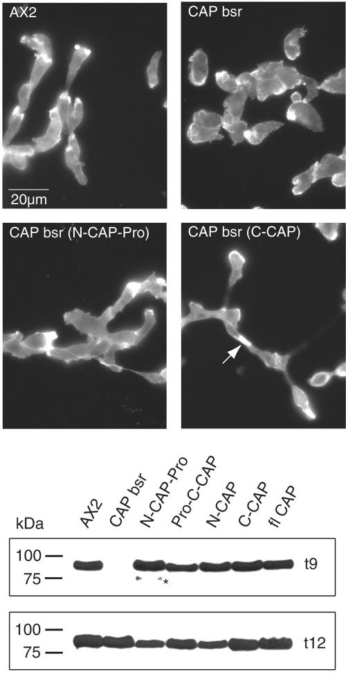 Figure 9.