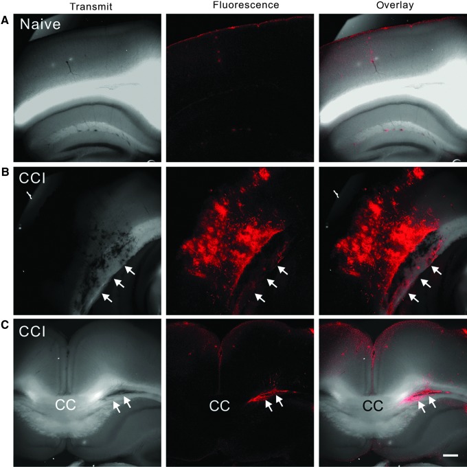 FIG. 3.