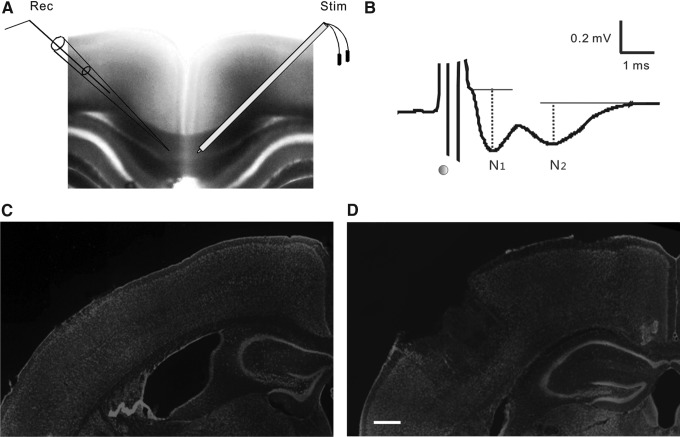 FIG. 1.