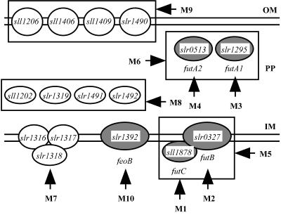 FIG. 1