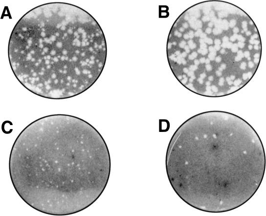 FIG. 5