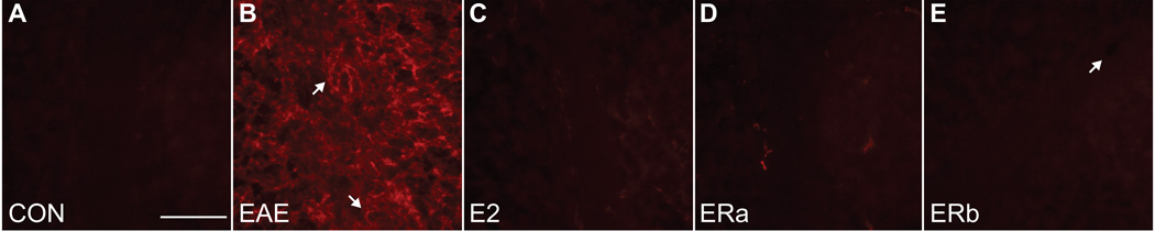 Fig. 12