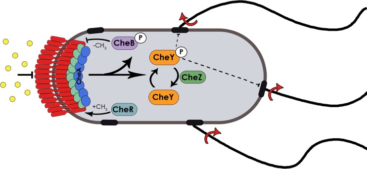 FIG 1