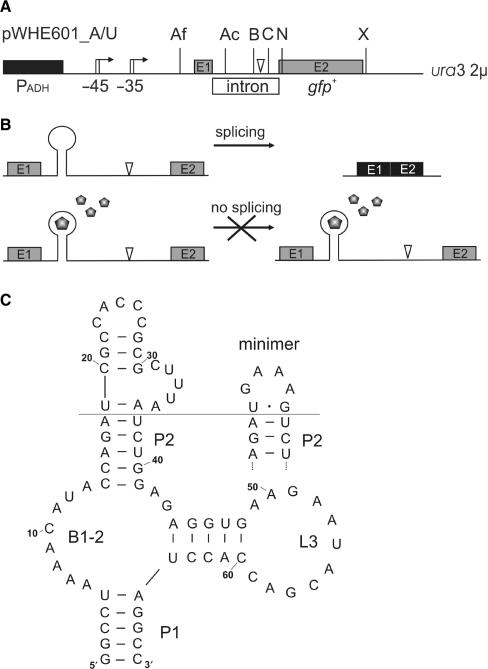 Figure 1.