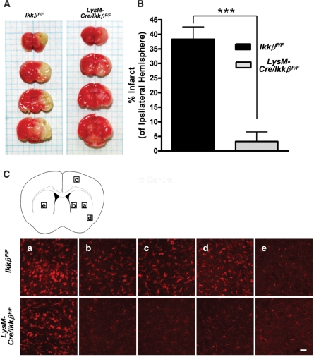 Fig. 9