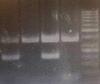Figure. 1