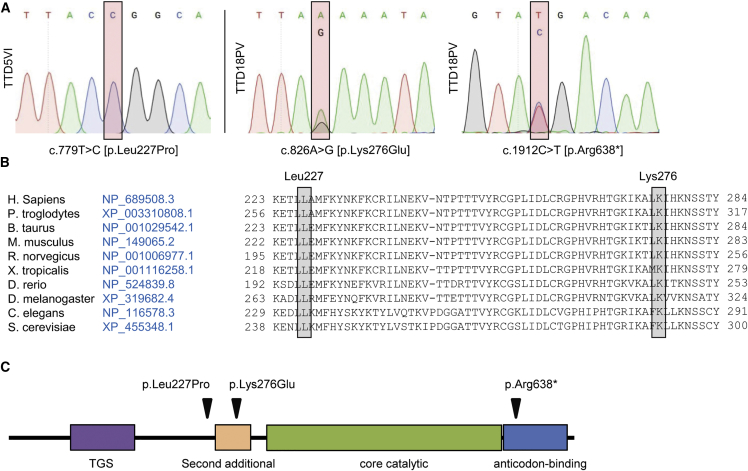 Figure 1