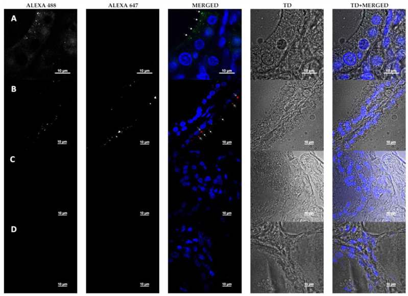 Figure 4