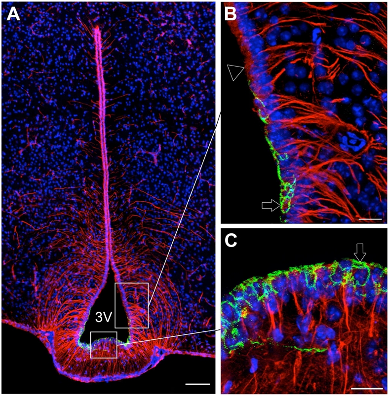 Figure 10