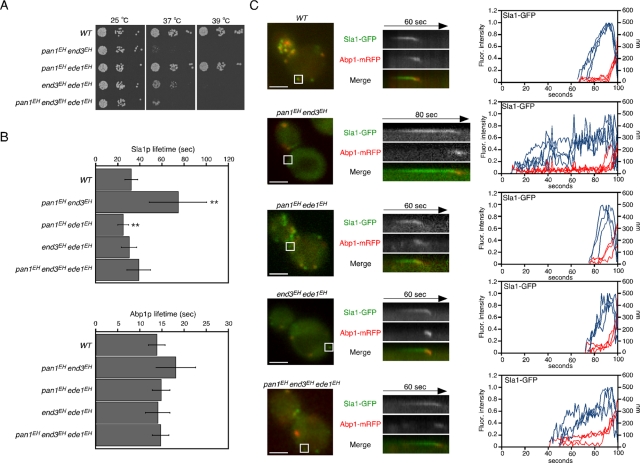 FIGURE 3: