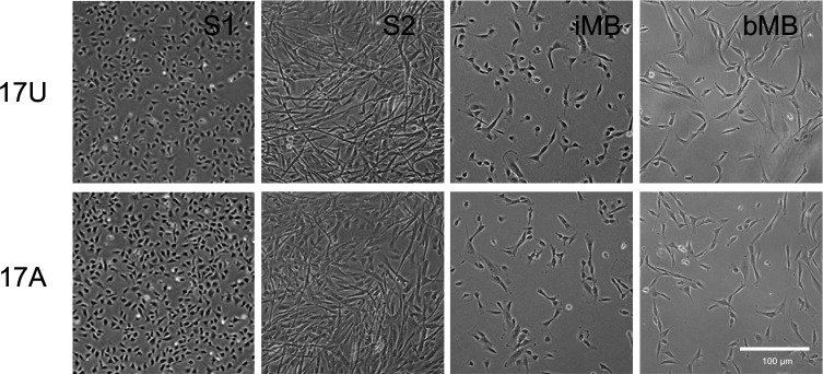 Figure 2—figure supplement 1.