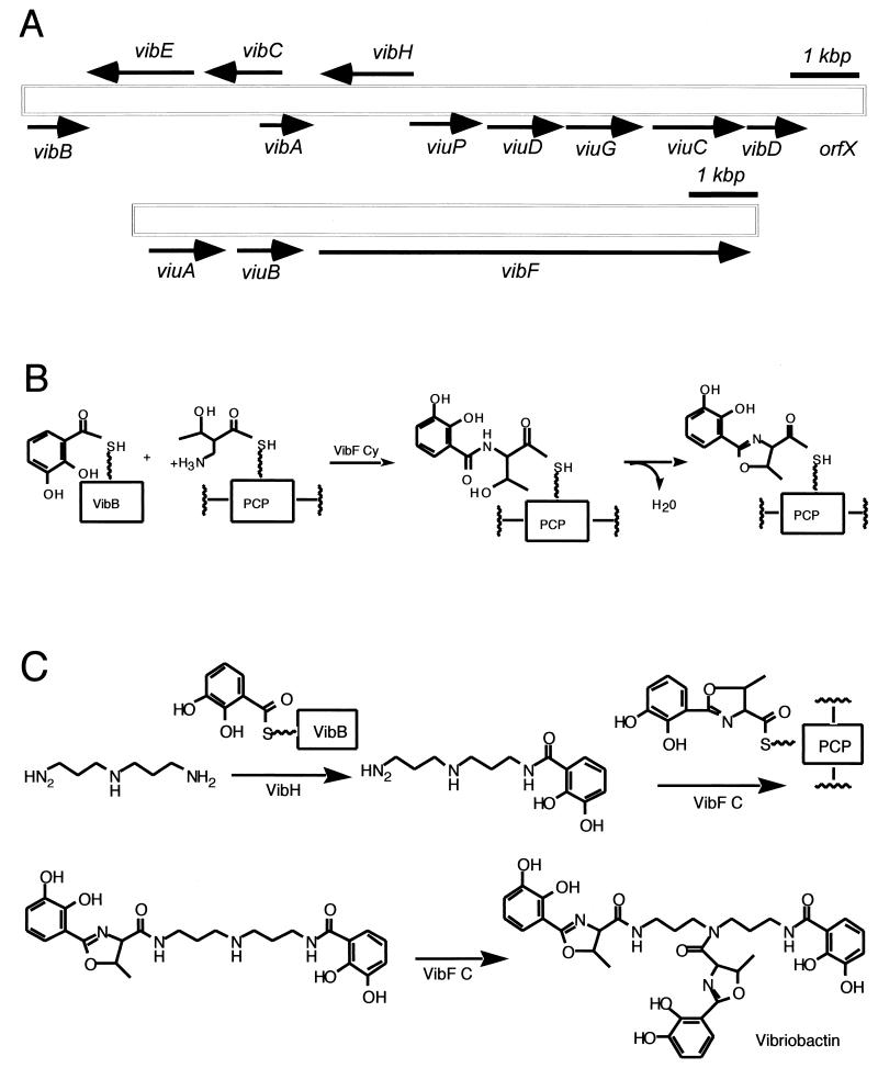 FIG. 9.