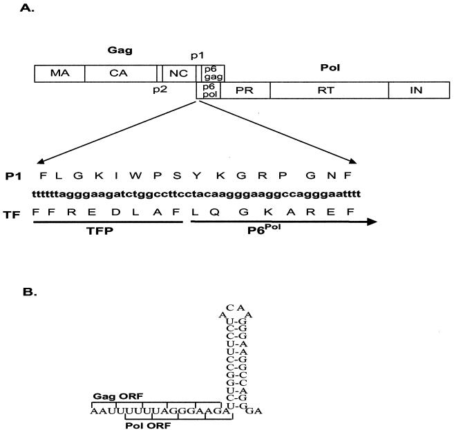 FIG. 1.