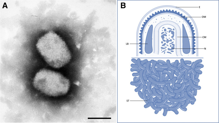 Figure 1