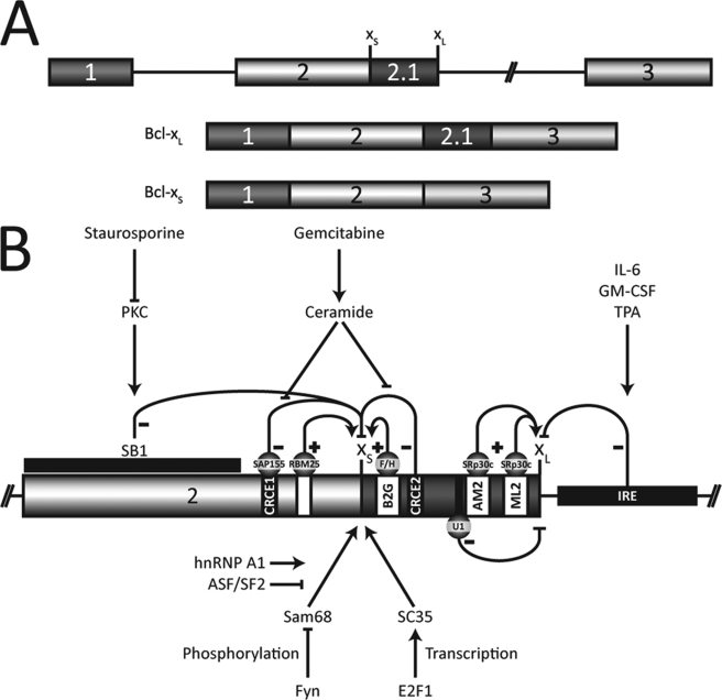 FIGURE 1.