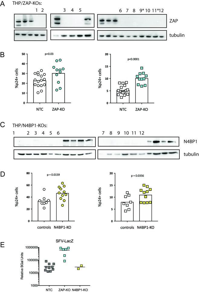 Figure 2—figure supplement 1.