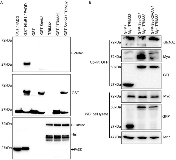 Fig 4