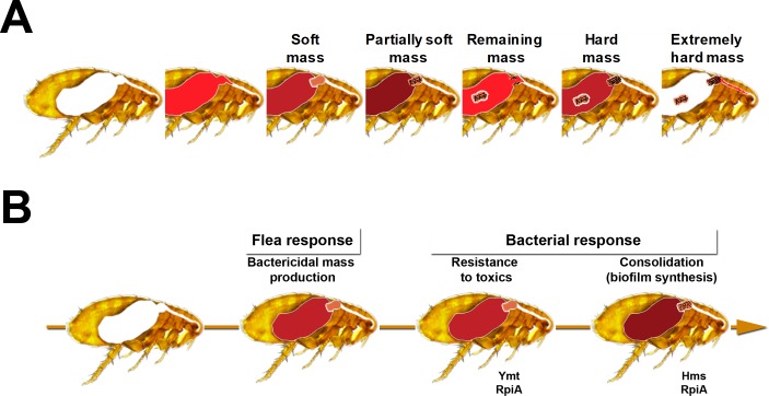 Fig 12