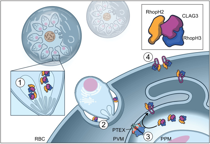 Figure 5.