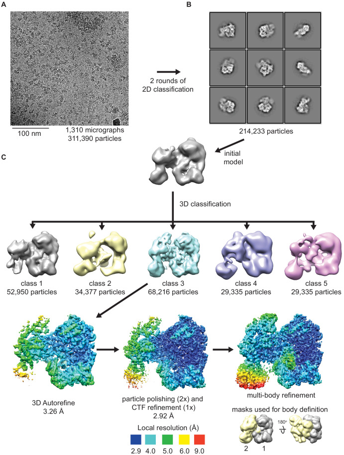 Figure 2—figure supplement 1.