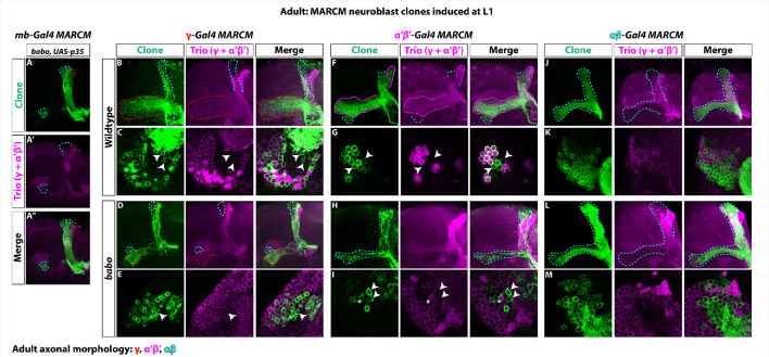 Figure 1—figure supplement 2.