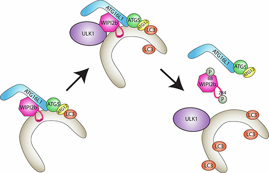 graphic file with name 44319_2024_215_Figa_HTML.jpg