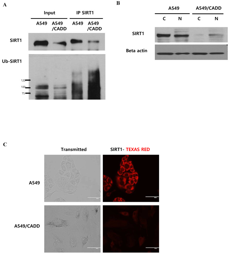 Fig 5