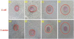 Fig. 9