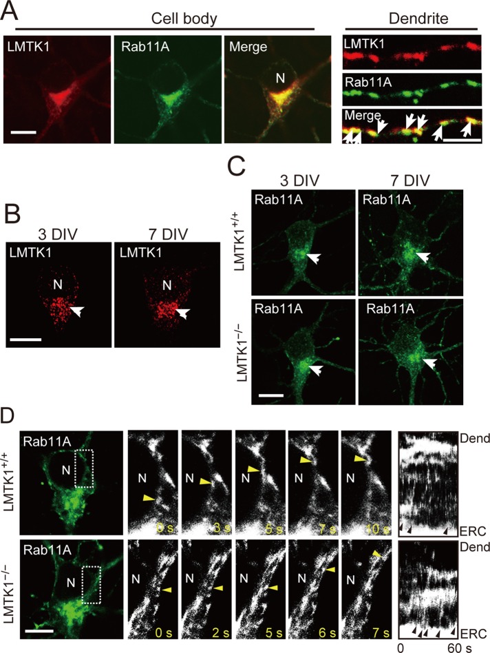 FIGURE 3: