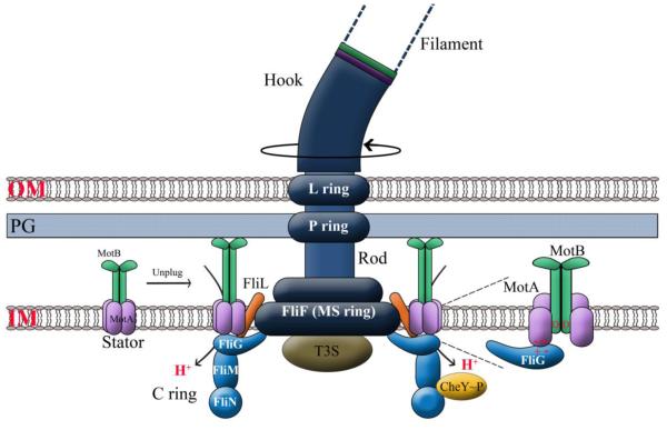 Fig. 1