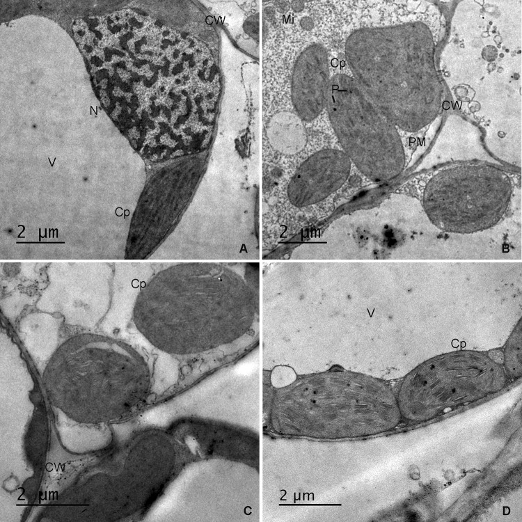 Fig. 5