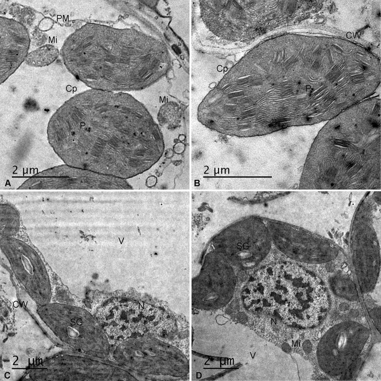 Fig. 6