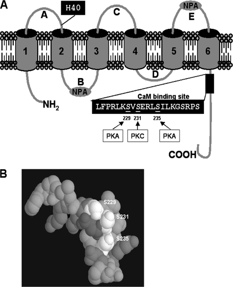 FIGURE 1.