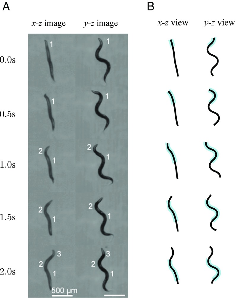 Fig. 6.