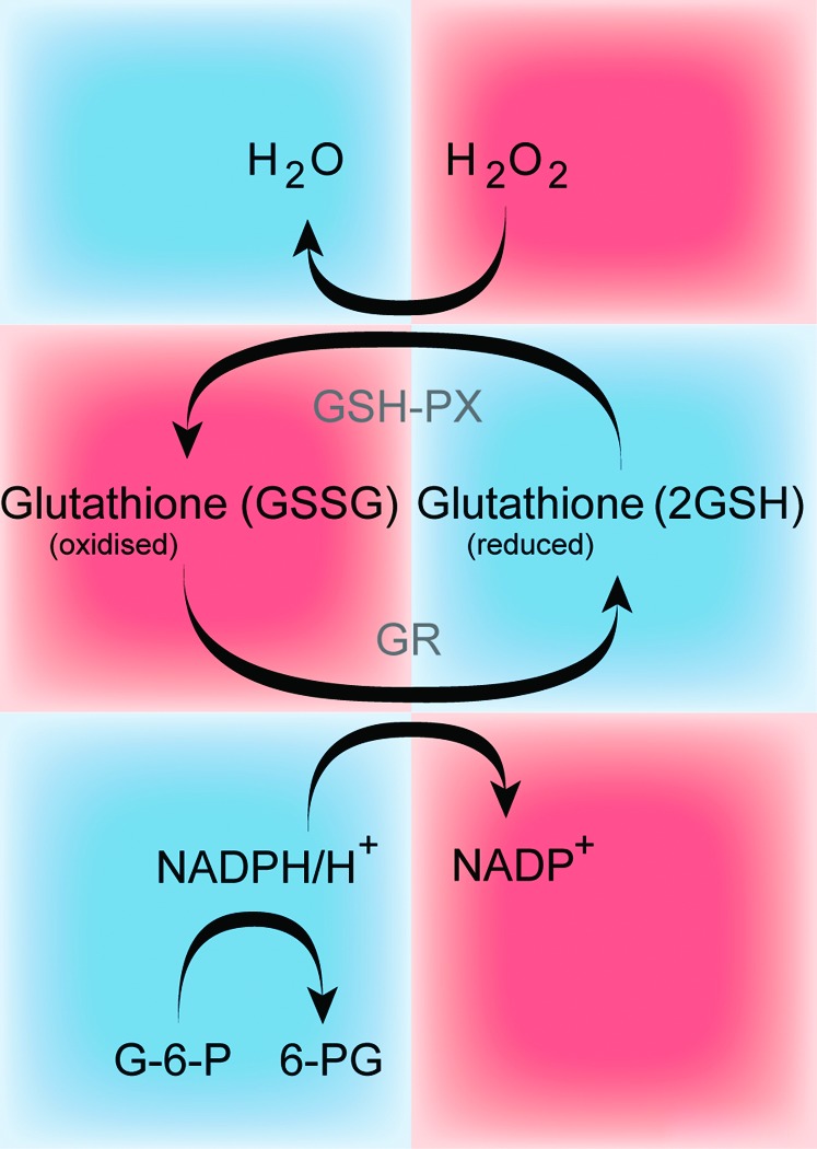 FIG. 1.