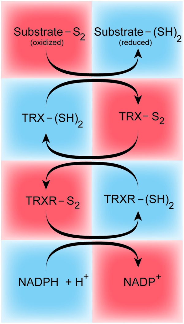 FIG. 2.