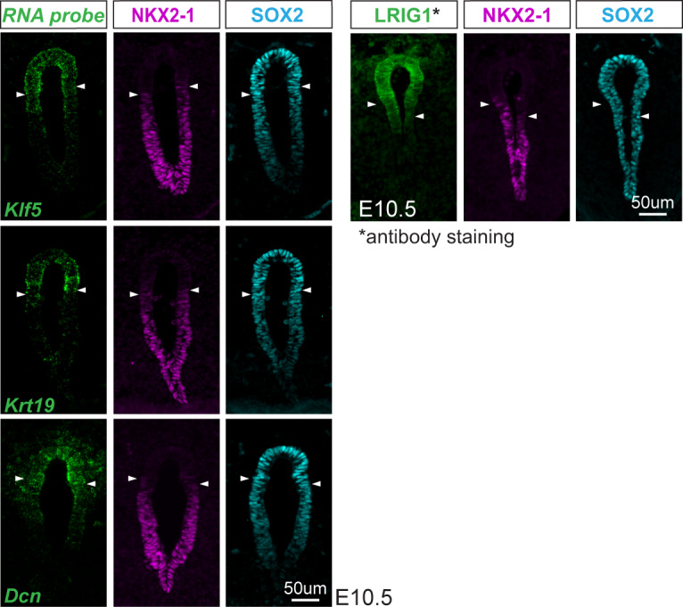 Figure 1—figure supplement 4.