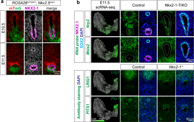 Figure 3—figure supplement 1.