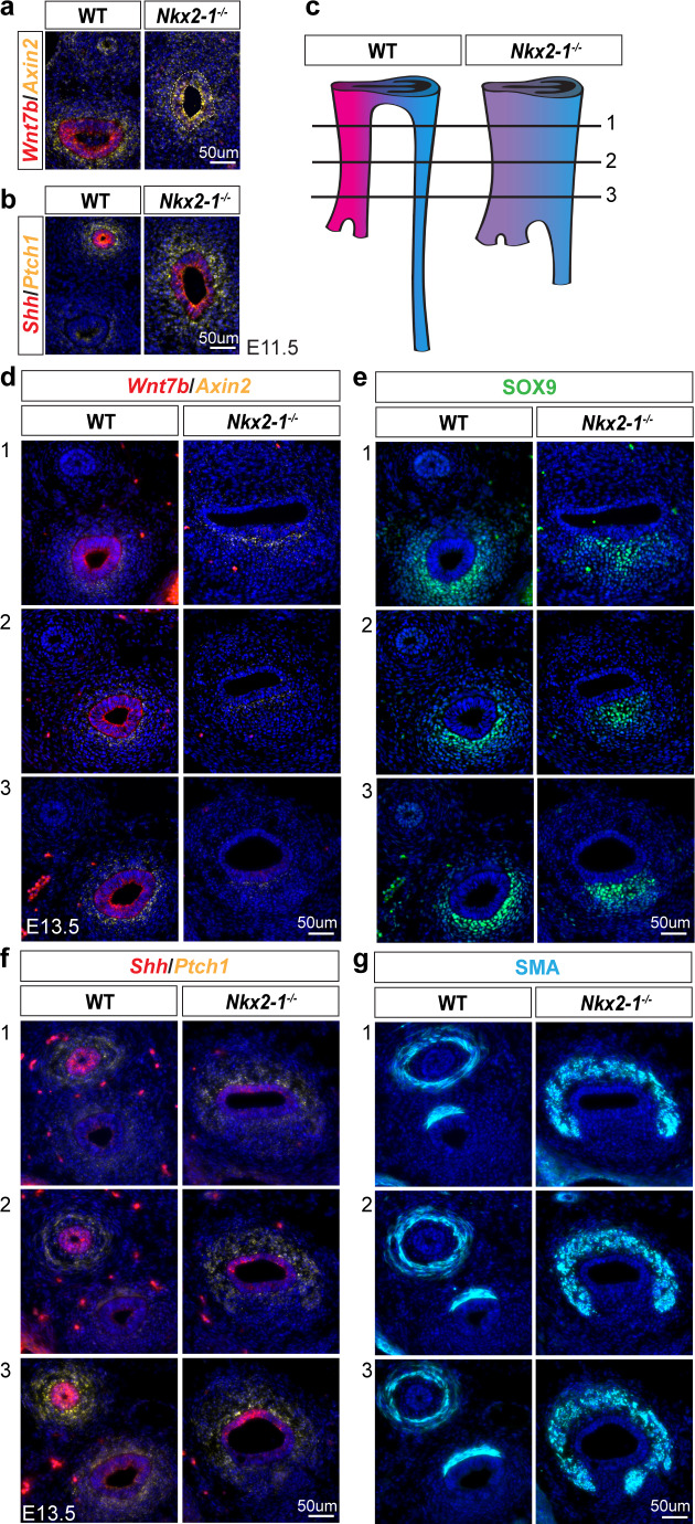 Figure 6—figure supplement 1.