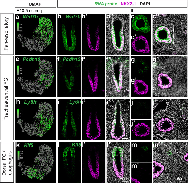 Figure 1—figure supplement 2.