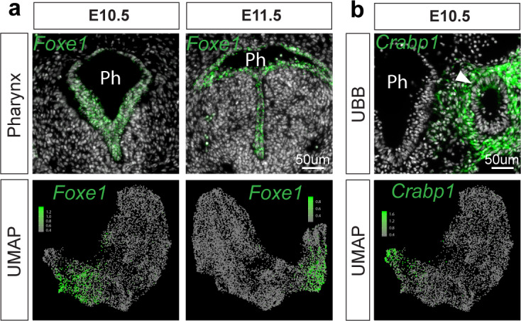 Figure 1—figure supplement 5.