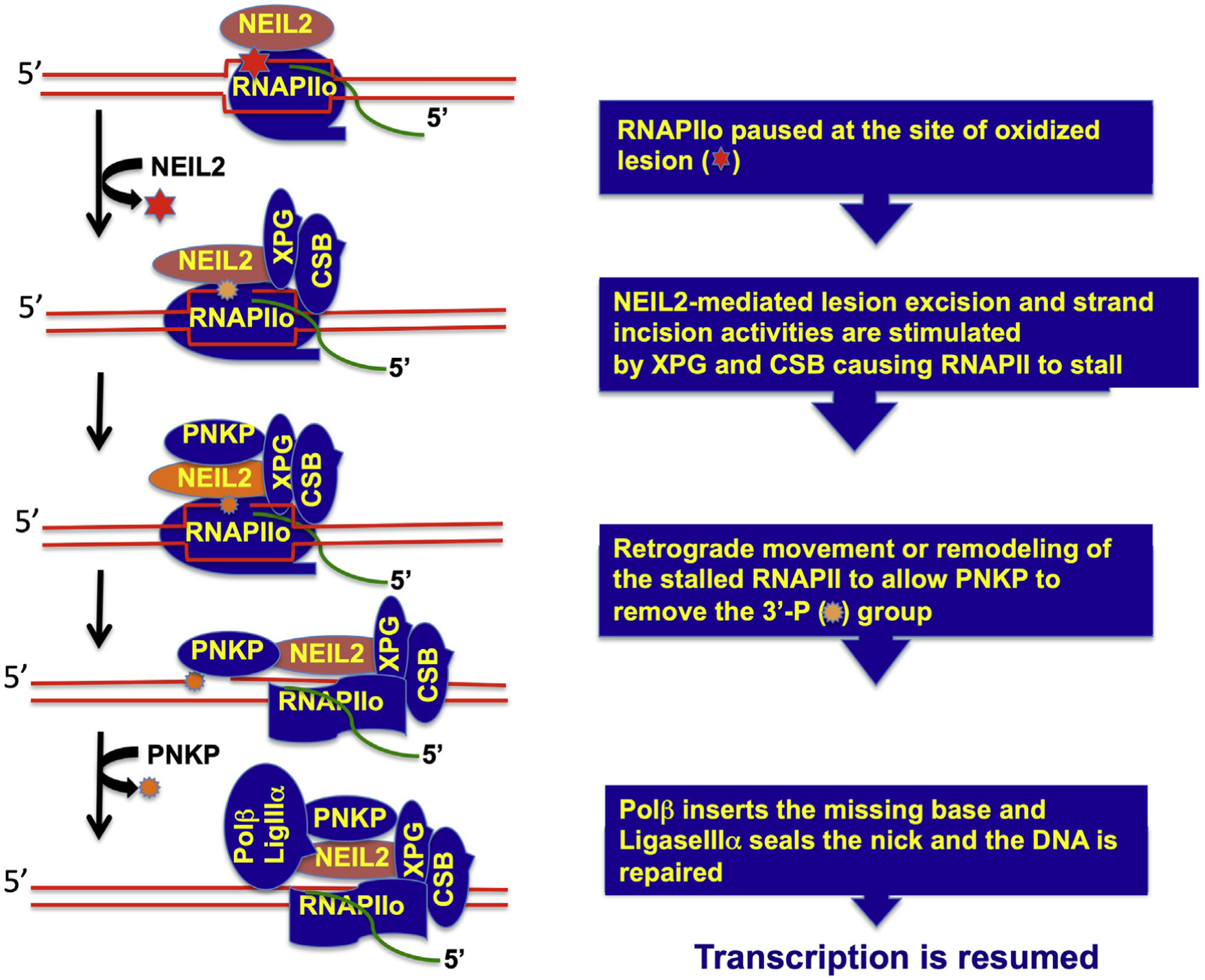 Fig. 3.