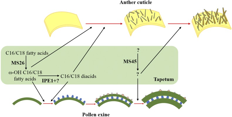 Figure 11.