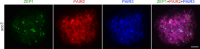 Figure 5—figure supplement 2.